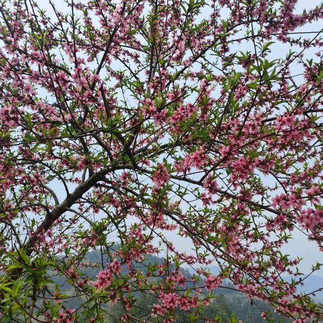 幸福