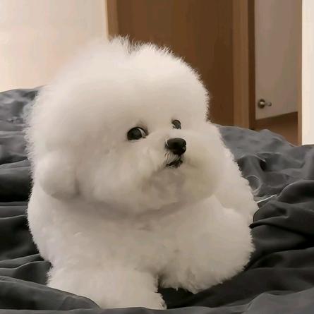 潺星®