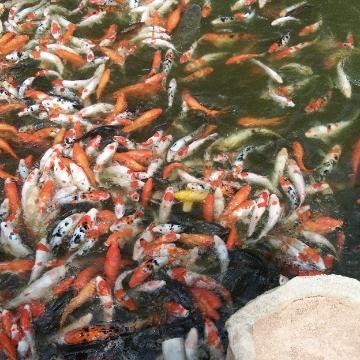 明天会更好