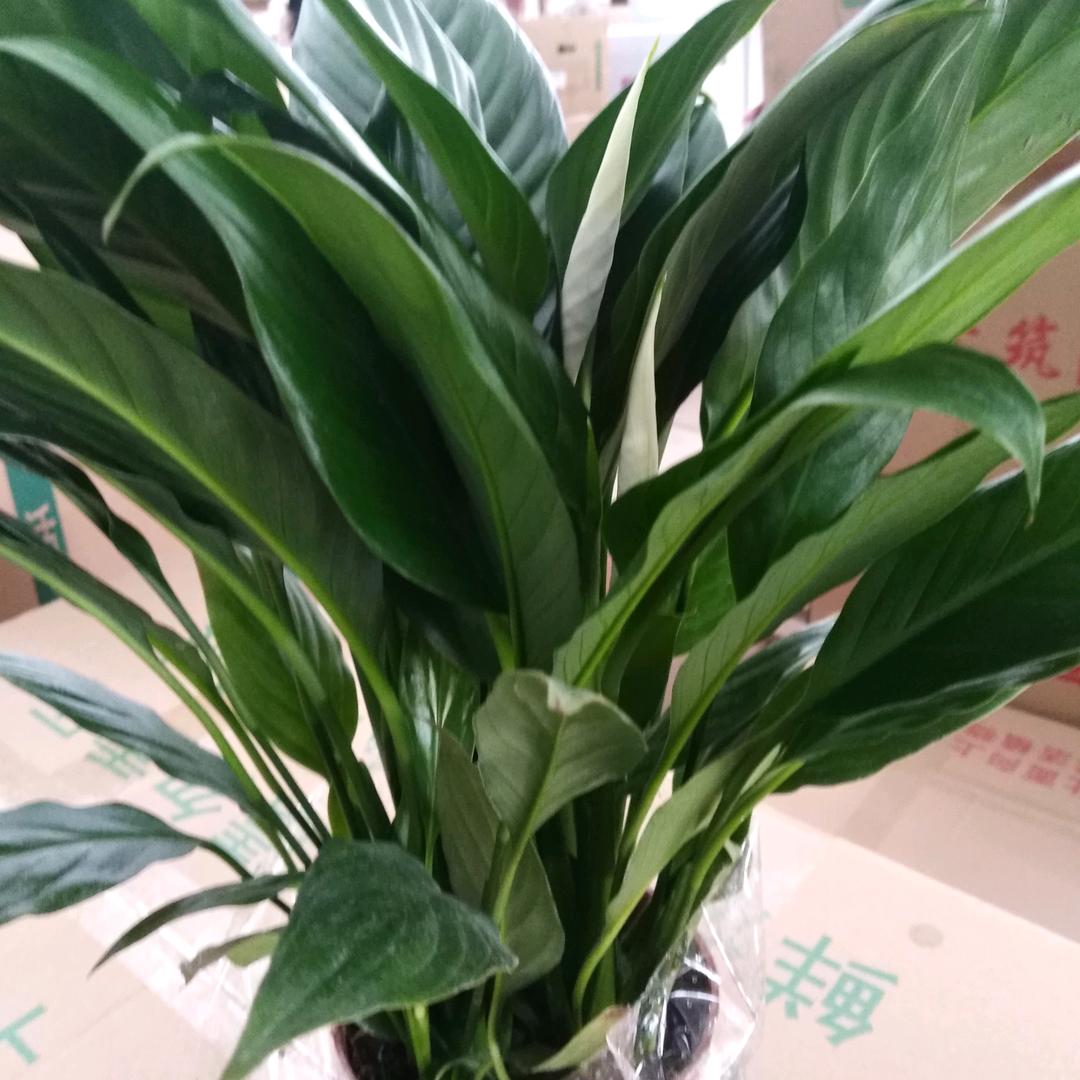 成哥商务