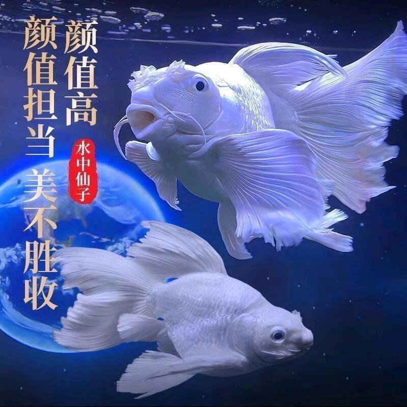 精鲤渔业