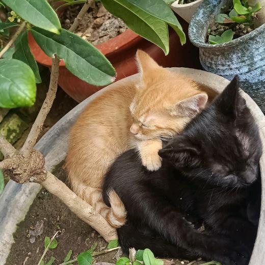 五福临门🐱