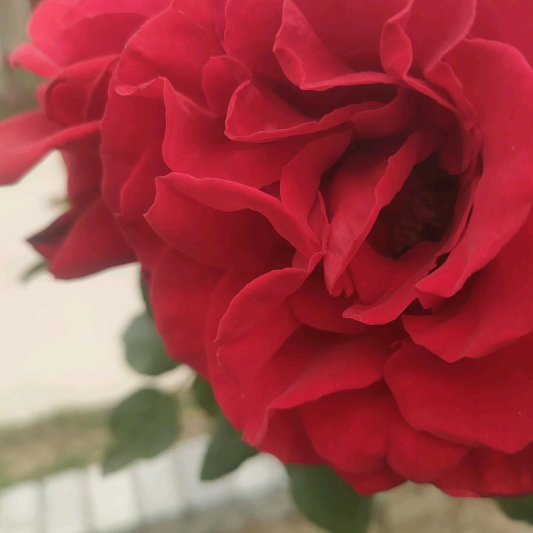 春暧花开