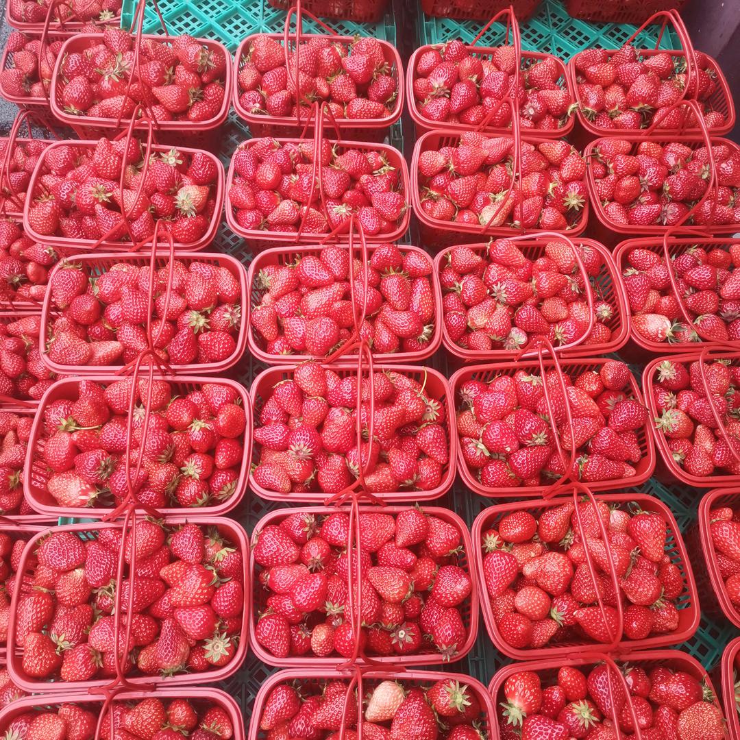 刘新见（仙果果）