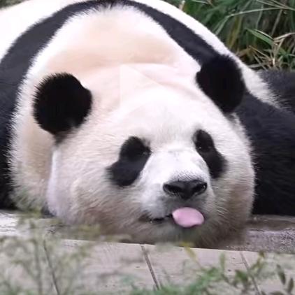 一颗小爱辛