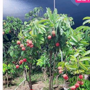 栖木集果树苗木专营店