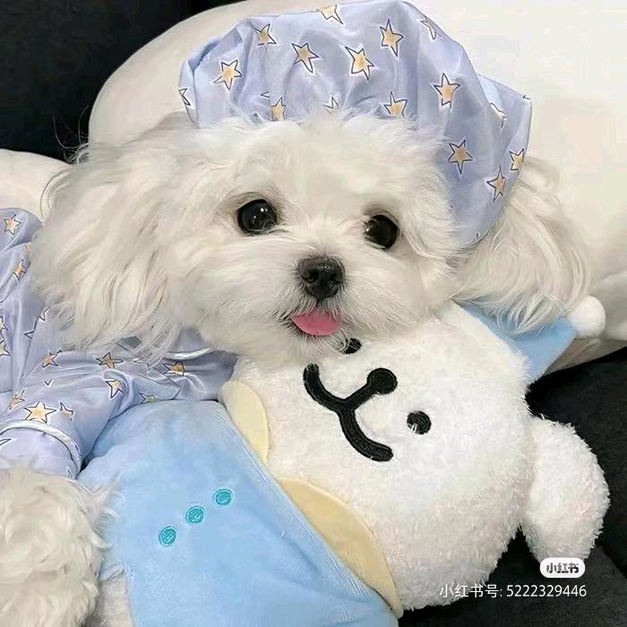 小狗不再碎碎念🫧