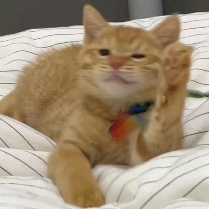 喵喵〥