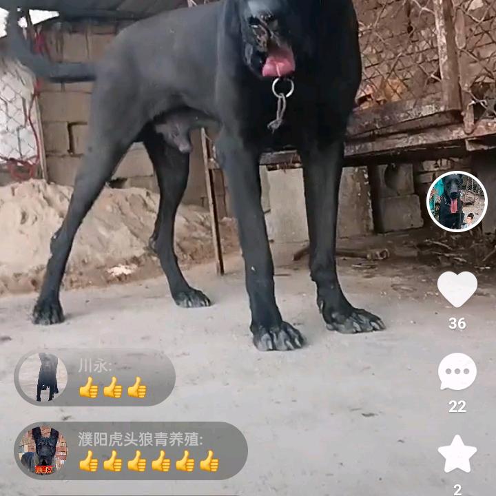 呵护黑狼犬培育