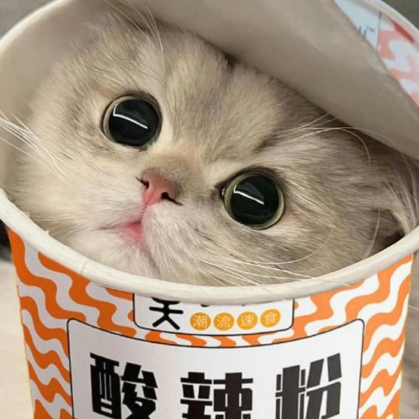 藏在酸辣粉里的猫