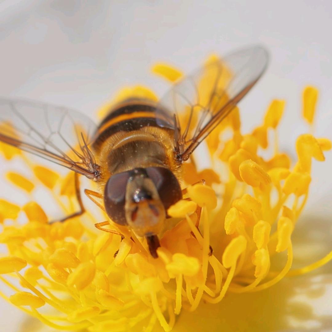 农家土蜂蜜甄选