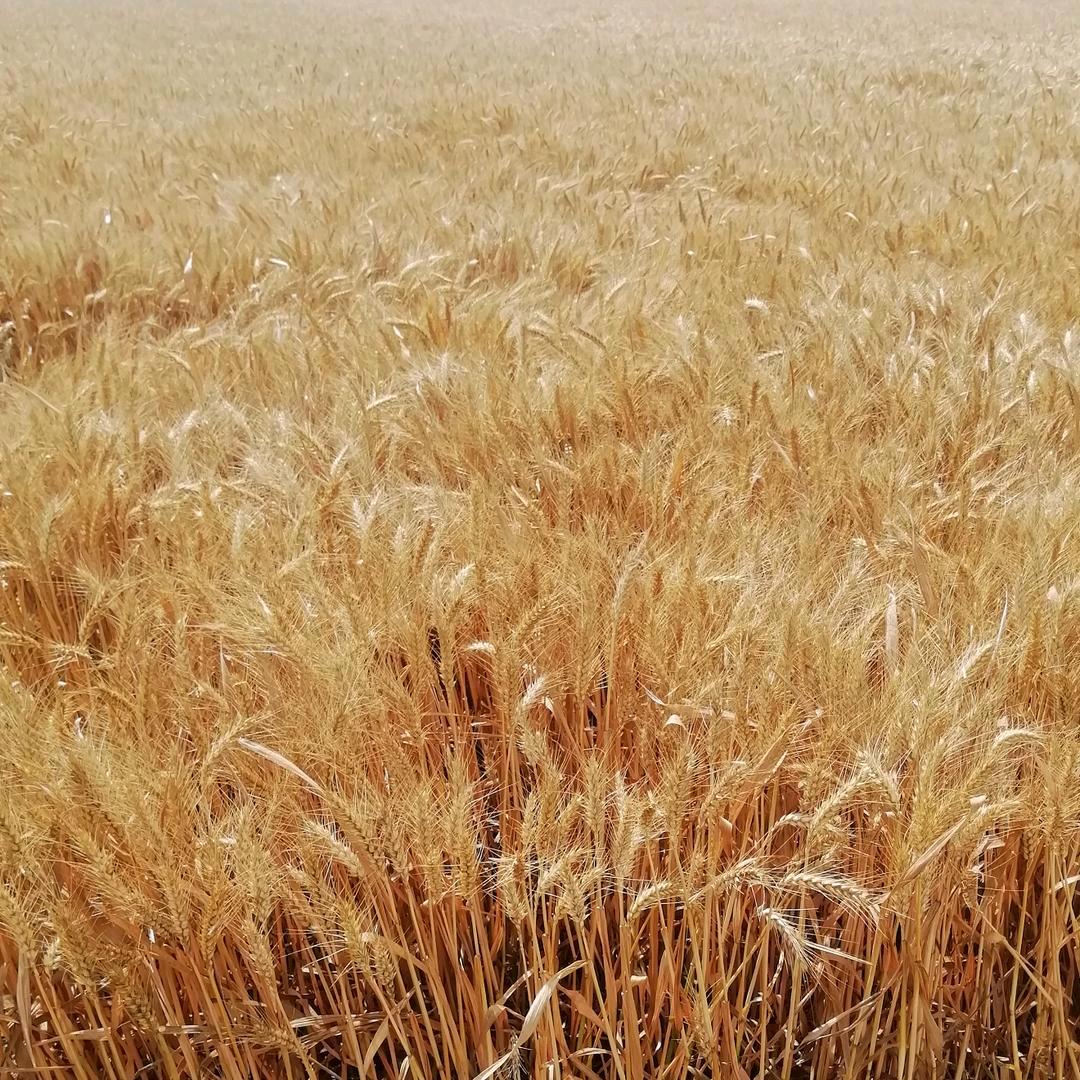 小利@重渠西街大量收玉米小麦