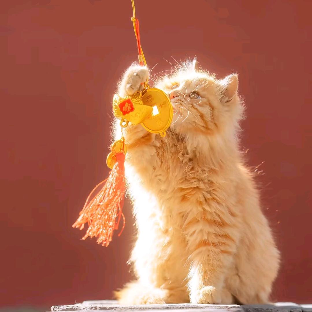 桑桑桑桑(吭哧练字版)