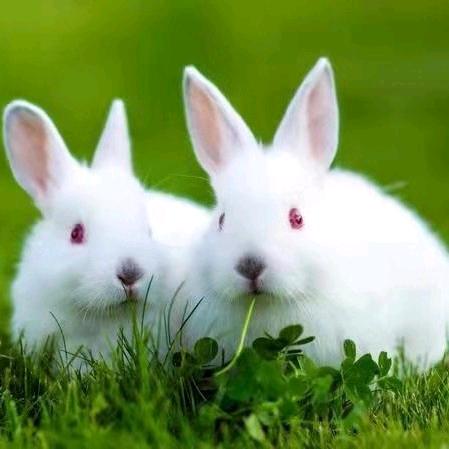 一切随缘🐇🐇