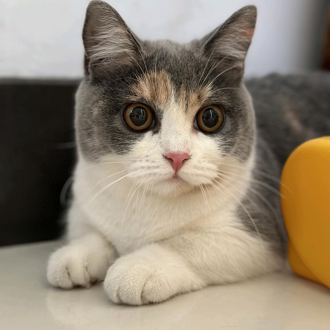 暴躁妈咪的铲屎官日记