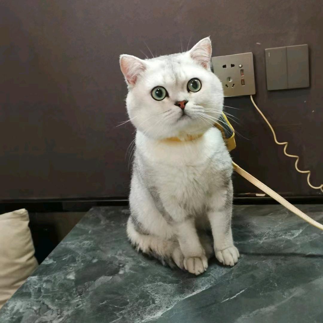 老崔萤火突击
