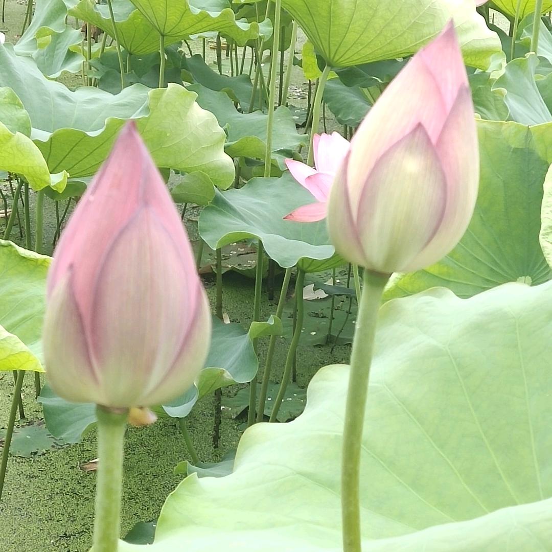 年年有余