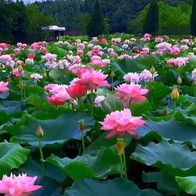 我愿化作一朵莲