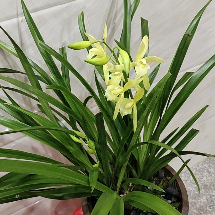 紫菱