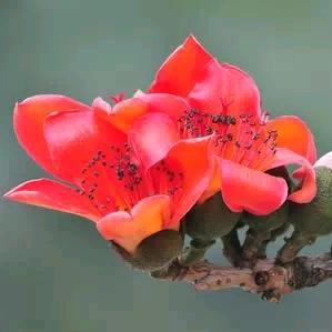 🌺小梅花