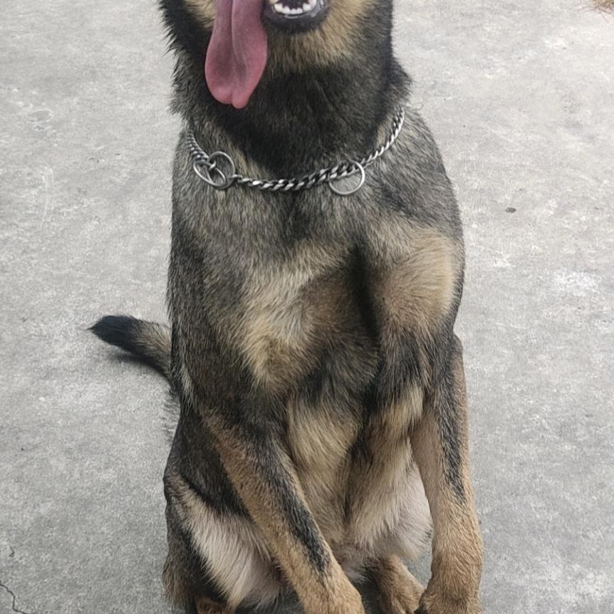 昆明犬虎妞