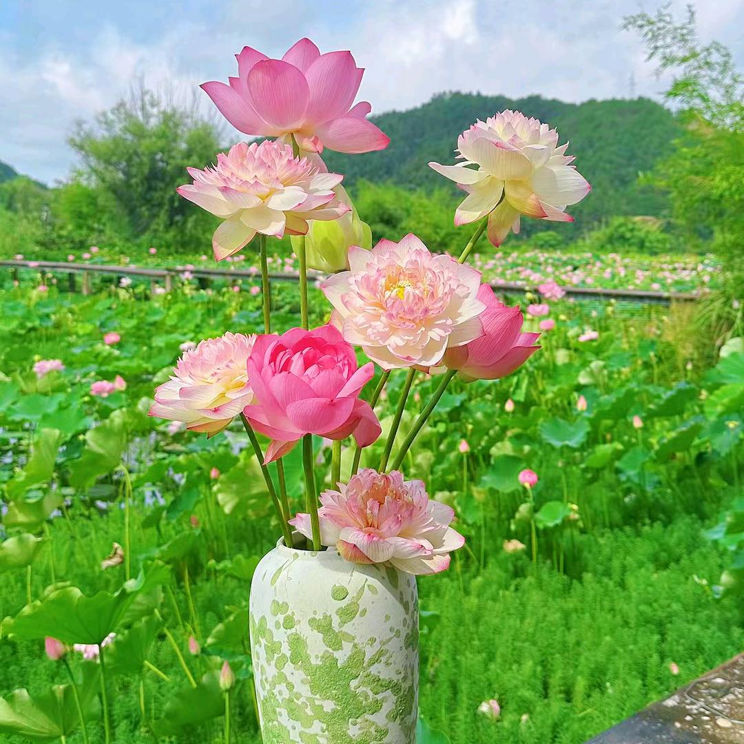 欢喜💐