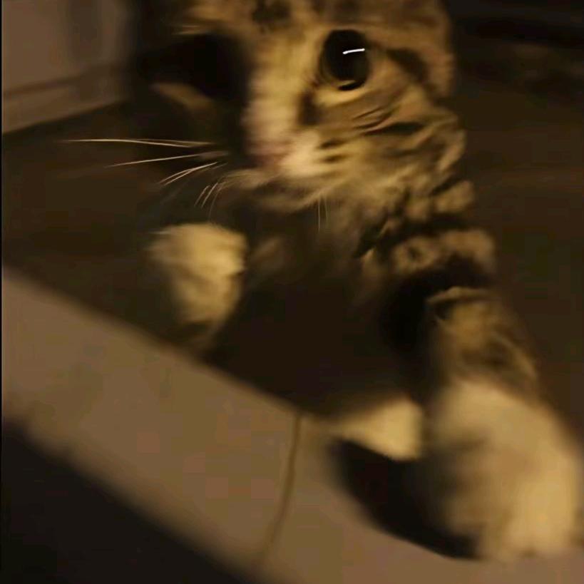哈基会