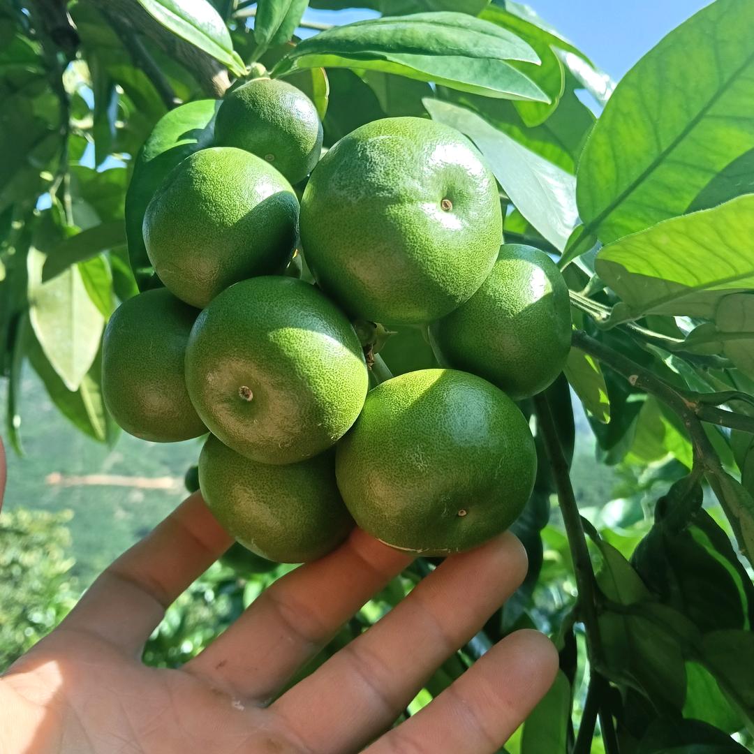 （江夏黄）石雷韵茶业