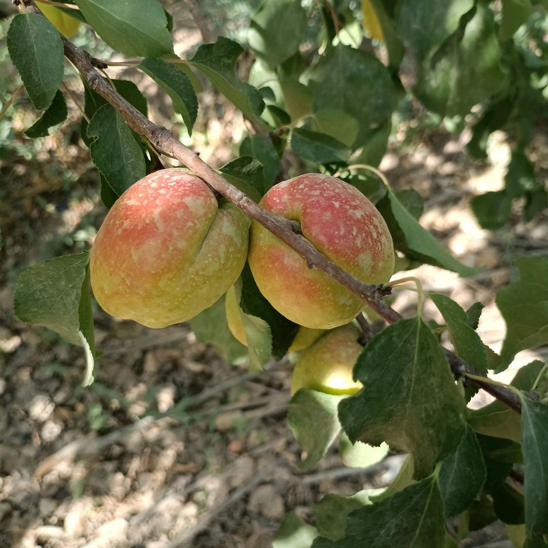 小白菜，(不忘初心)🎤🎤🥭🥭