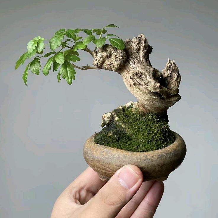 植引绿植盆栽