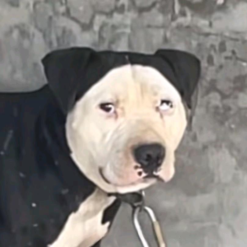 我就是帽衫狗哥🐶