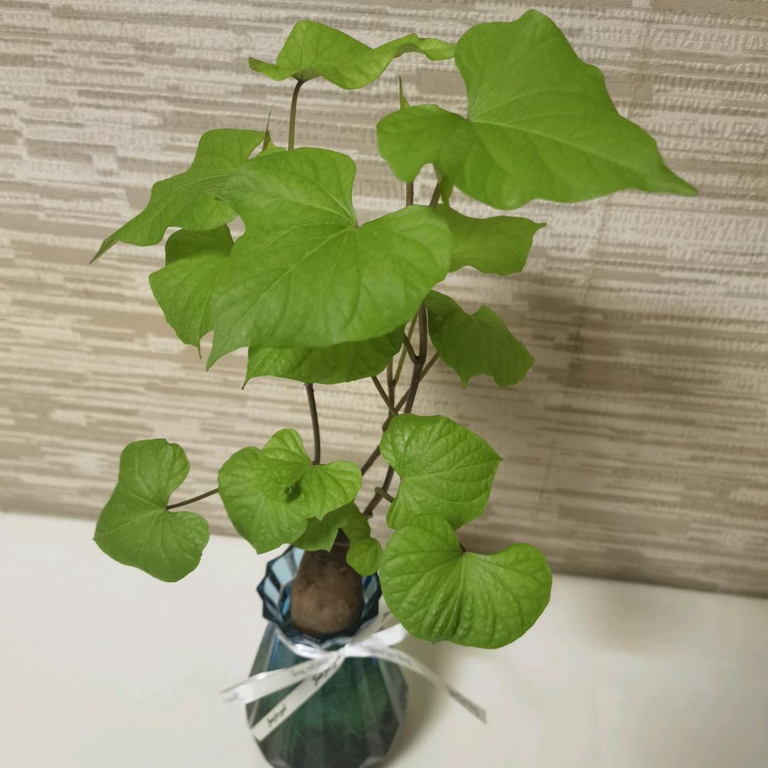 沉 默  是 金 🐘