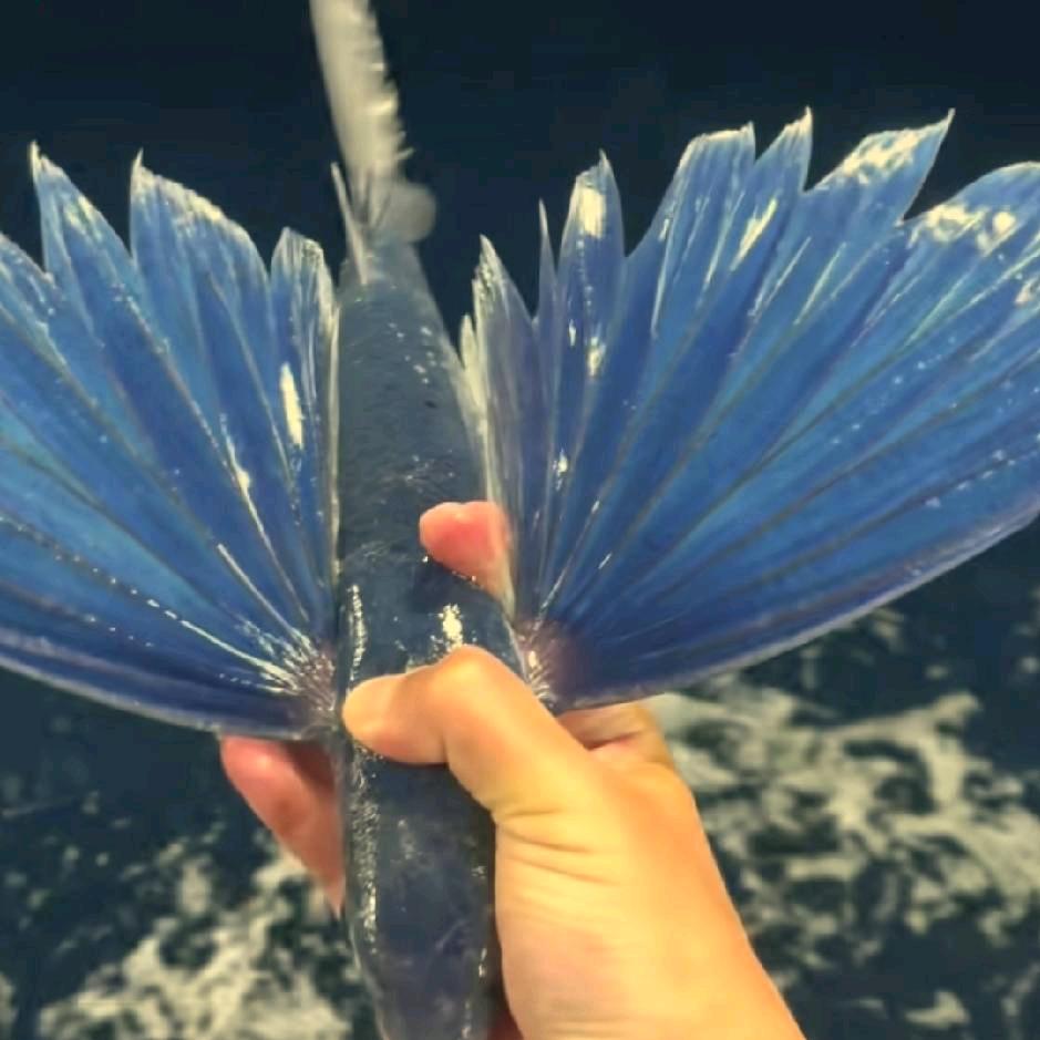 单身三姐