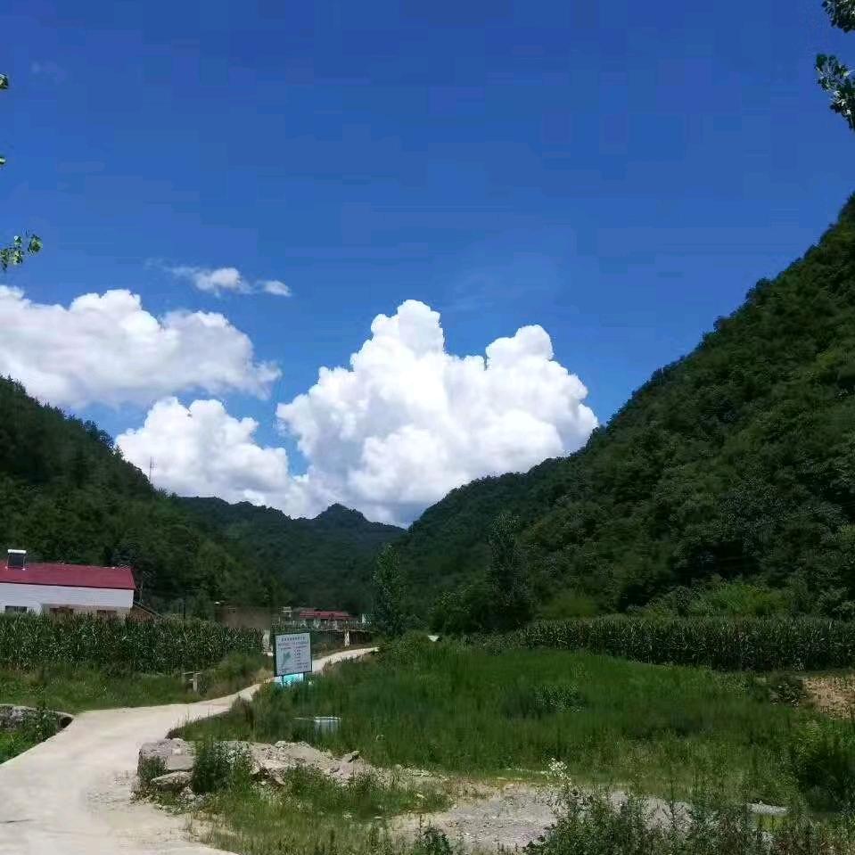 小花菇