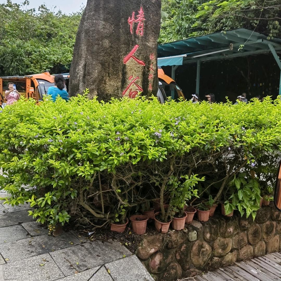 小*雁