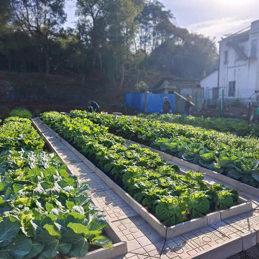 益阳菜沟板厂家（徐）