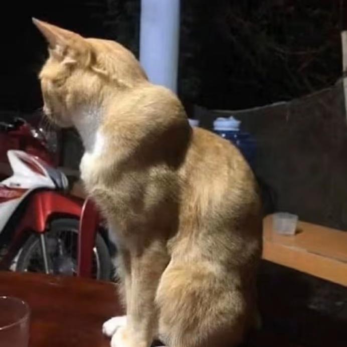 第 366 封表白信