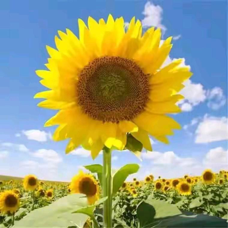 ༄ᐝ向陽而生᭨ᮩ໊ഒᩚ࿐