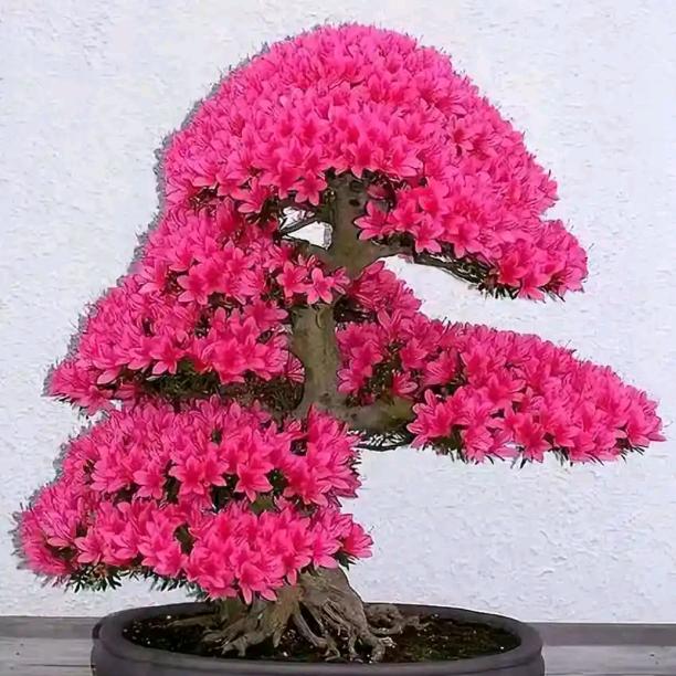 赵财进宝