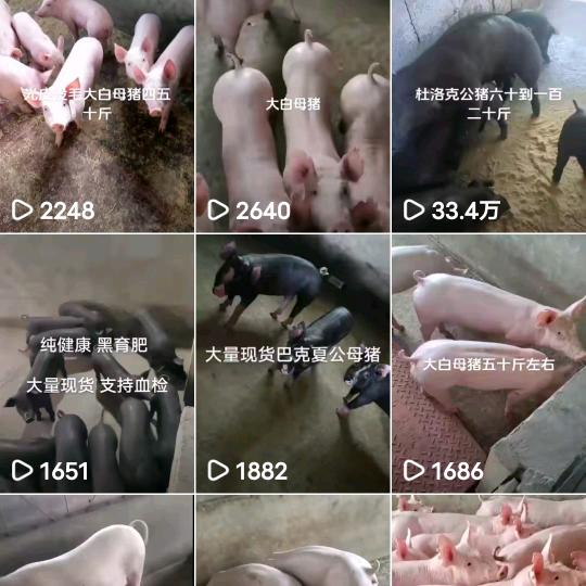 茂源猪场