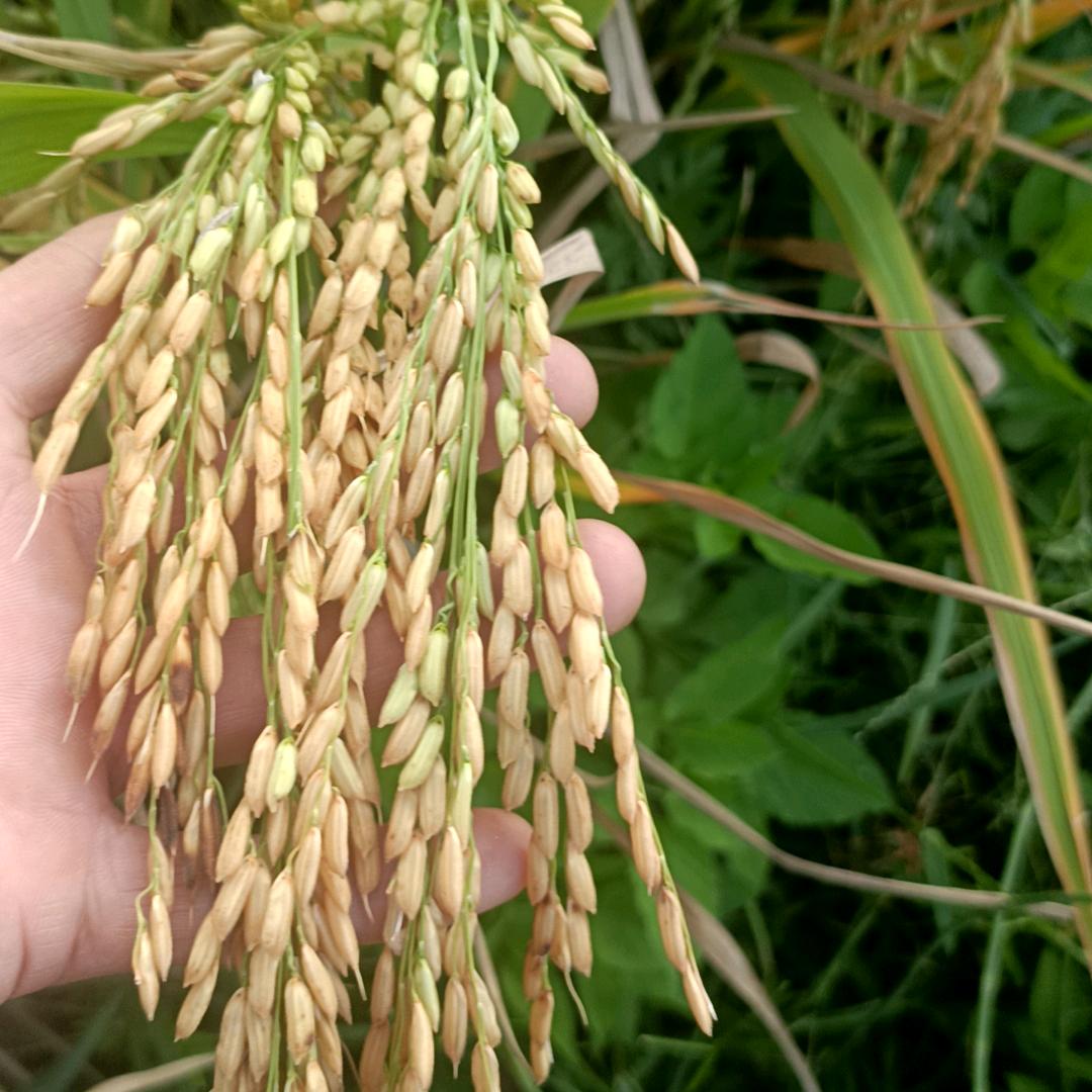🌿边🍀角🌿料🍀