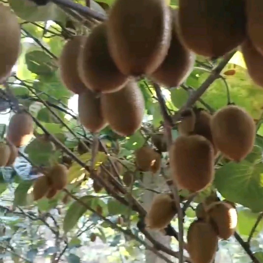 徐香猕猴桃采摘园