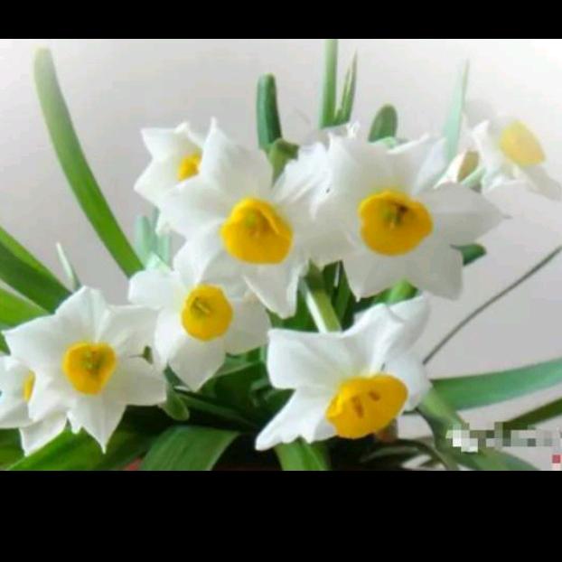 壮家姑娘🎤开播号在主页