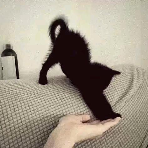 非渔