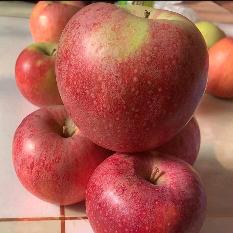 莲爱好物