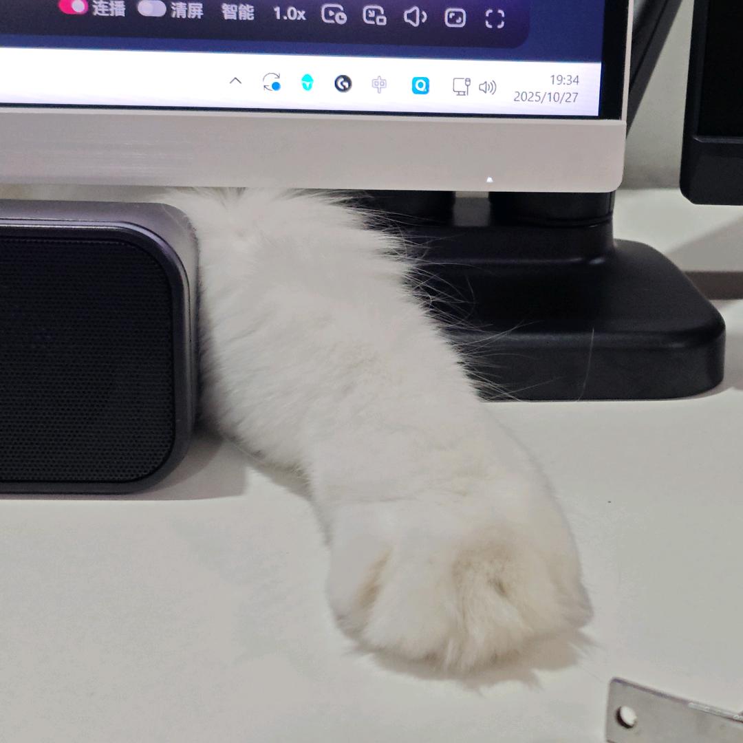 孤单听雨的猫uO