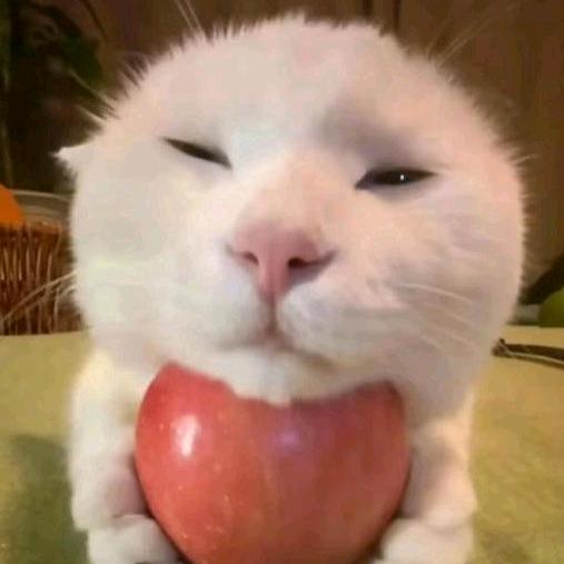 超级无敌猫猫侠