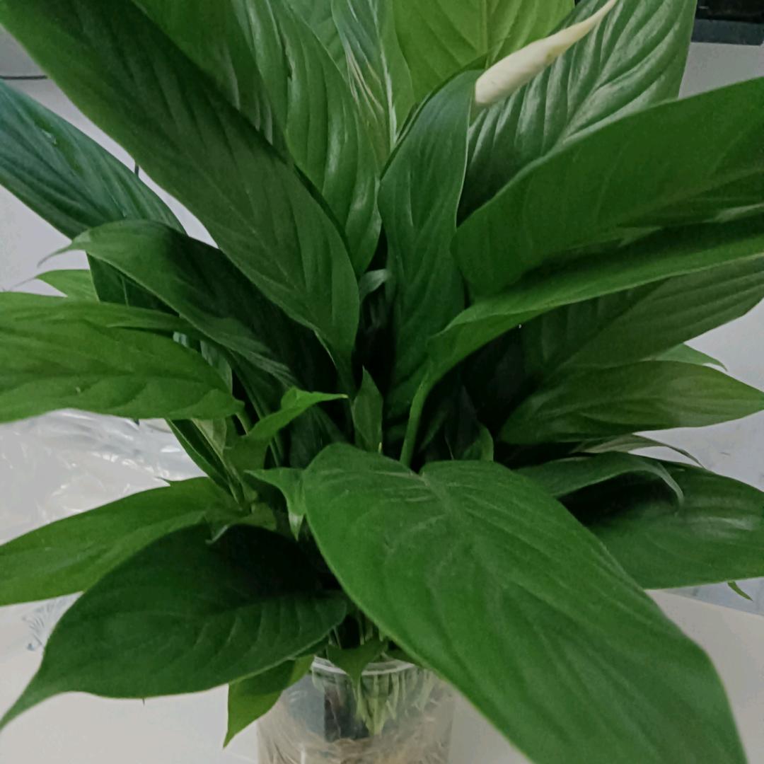 萍水相逄