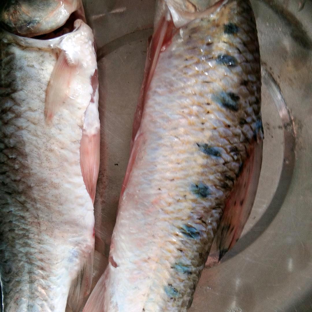 国（独宠姐姐）