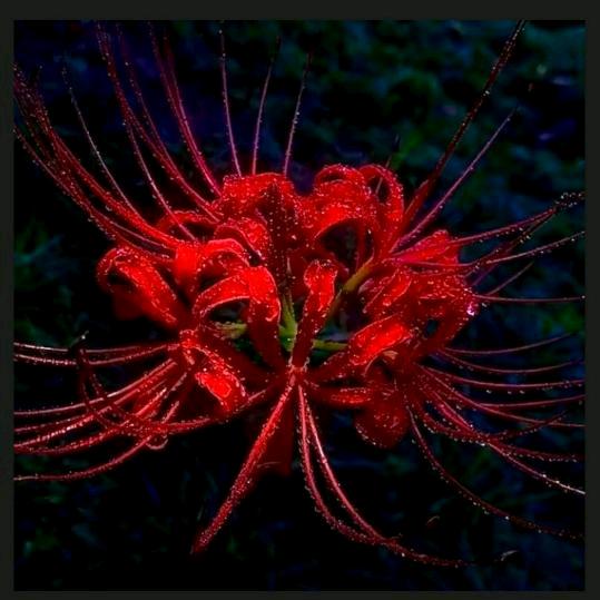 🍃沉默《丫头》🍃